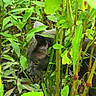 animal, bushes, camouflage, cat, closeup, curious, ears, environment, eyes, foliage, forest, gray_cat, green_leaves, hidden, mammal, nature, outdoor, plants, stealth, wildlife