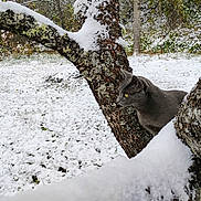 Luna Tuna joined the competition — help win amazing prizes! animal, camouflage, cat, cold, curious, forest, gray_cat, lichen, moss, nature, outdoor, quiet, snow, snow_cover, tree, tree_branch, wildlife, winter, woodland, yellow_eyes