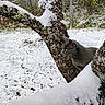 animal, camouflage, cat, cold, curious, forest, gray_cat, lichen, moss, nature, outdoor, quiet, snow, snow_cover, tree, tree_branch, wildlife, winter, woodland, yellow_eyes