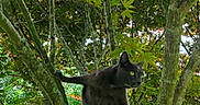 Luna Tuna is registered to the contest to win money with this photo: alert, animal, black_cat, branches, cat, climbing, daylight, exploring, feline, forest, grass, greenery, leaves, mammal, nature, outdoor, pet, summer, tree, wildlife