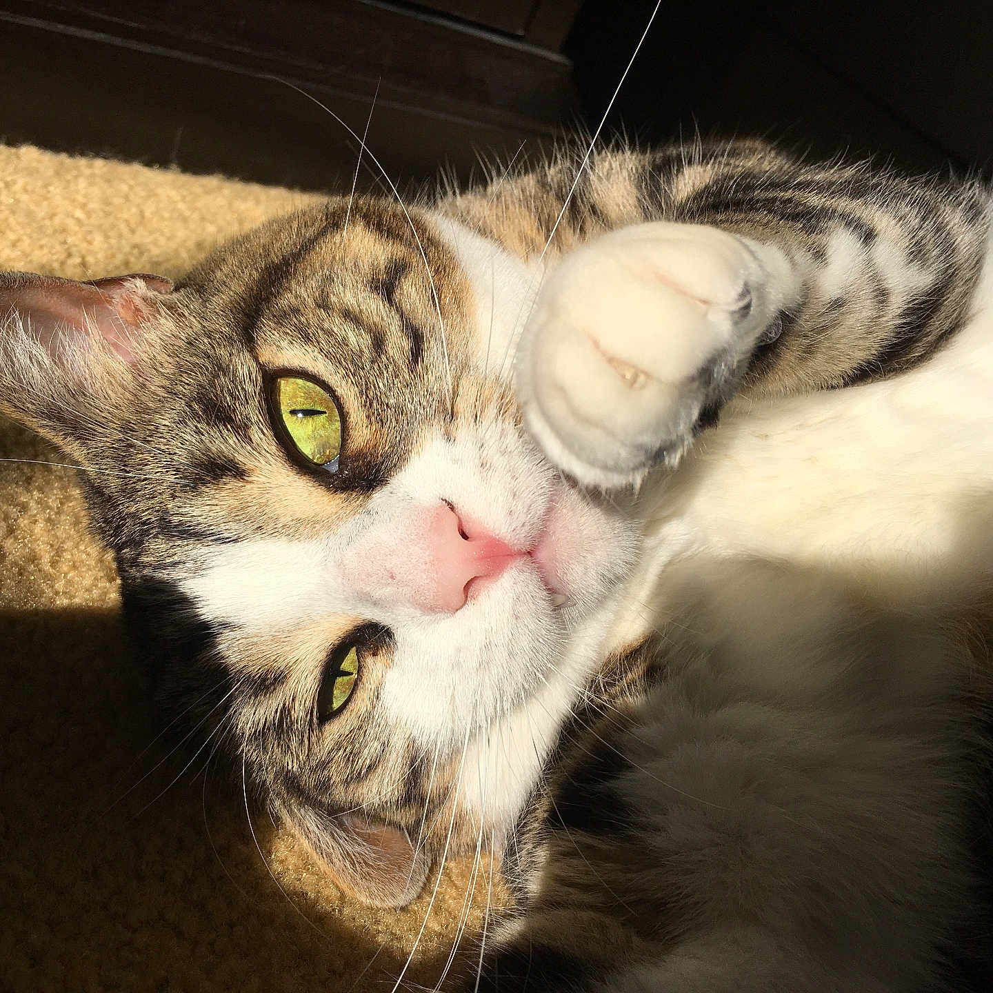 Rosie joined the competition — help win amazing prizes! animal, cat, closeup, cozy, cute, domestic, feline, fur, green_eyes, indoor, paw, pet, playful, portrait, relaxed, sleepy, soft, sunlight, tabby, whiskers