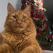Apollo is registered to the contest to win money with this photo: cat, ginger_cat, feline, pet, animal, christmas_tree, holiday, decorations, red_tinsel, lights, indoors, cozy, furniture, couch, relaxed, portrait, close_up, whiskers, fur, cute