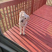 Buddy joined the competition — help win amazing prizes! dog, white_dog, deck, wooden_deck, red_deck, screen_door, mesh_screen, shadow, sunlight, outdoor, pet, canine, curious, looking_up, railing, fence, yard, grass, daytime, animal
