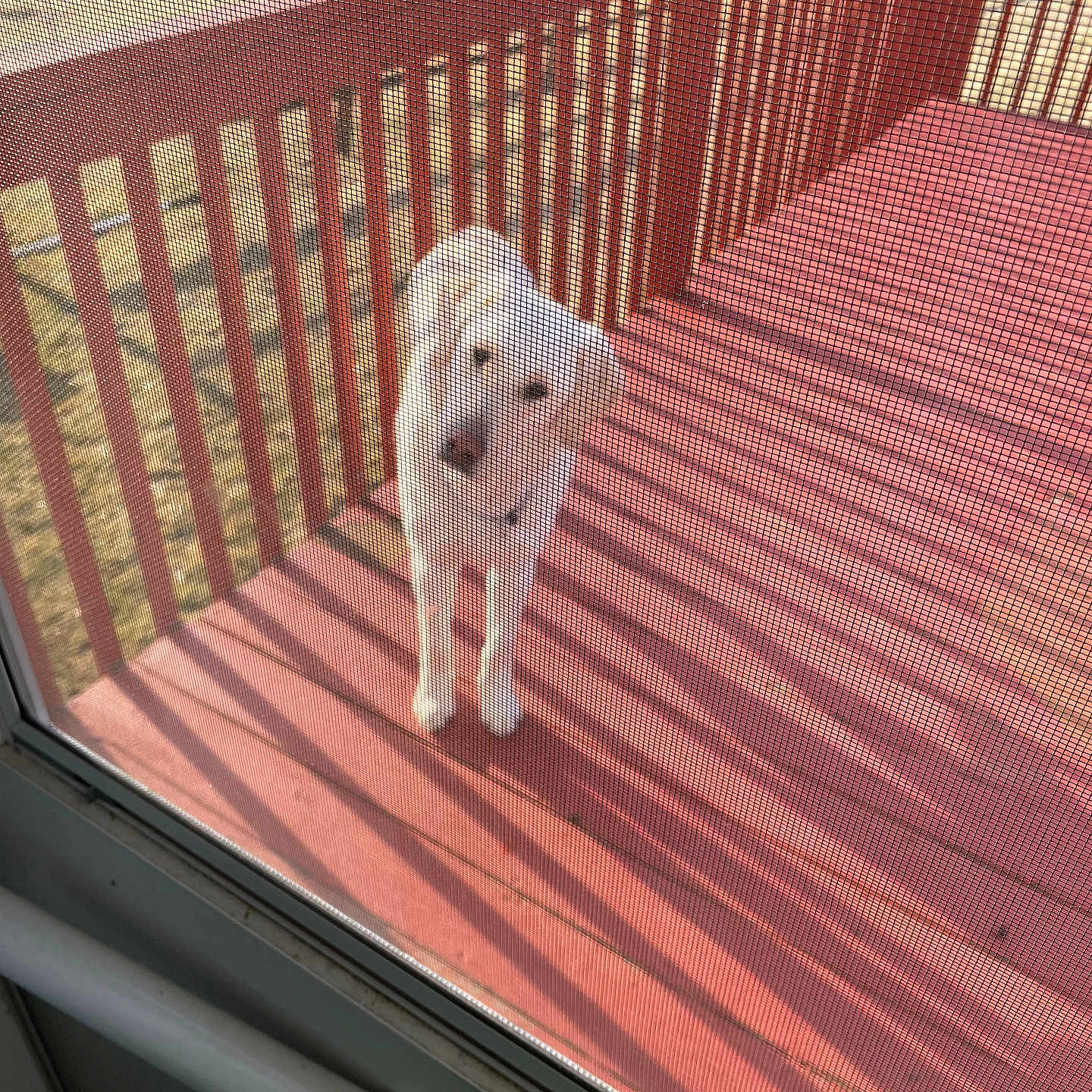 Buddy joined the competition — help win amazing prizes! animal, canine, curious, daytime, deck, dog, fence, grass, looking_up, mesh_screen, outdoor, pet, railing, red_deck, screen_door, shadow, sunlight, white_dog, wooden_deck, yard