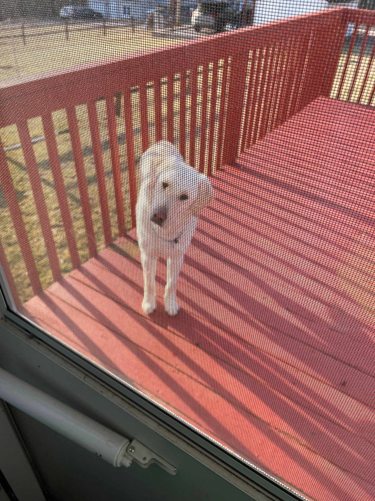 Buddy