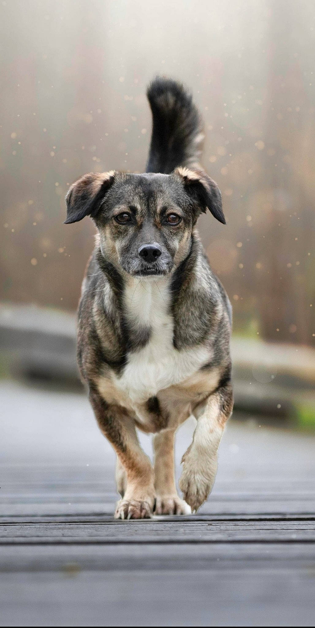 Lily a rejoint le concours — aidez-le/la à gagner de superbes lots ! ancient_dog_breeds, canidae, carnivore, companion_dog, dog, dog_breed, fawn, fur, plant, snout, sporting_group, street_dog, terrestrial_animal, whiskers, wildlife, working_animal, working_dog