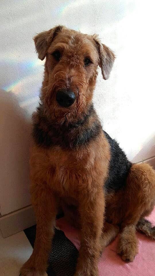 Looping a rejoint le concours — aidez-le/la à gagner de superbes lots ! canidae, carnivore, collar, companion_dog, dog, dog_breed, dog_supply, fawn, fur, irish_terrier, liver, pet_supply, small_terrier, snout, sporting_group, terrestrial_animal, terrier, working_animal, working_dog, working_terrier