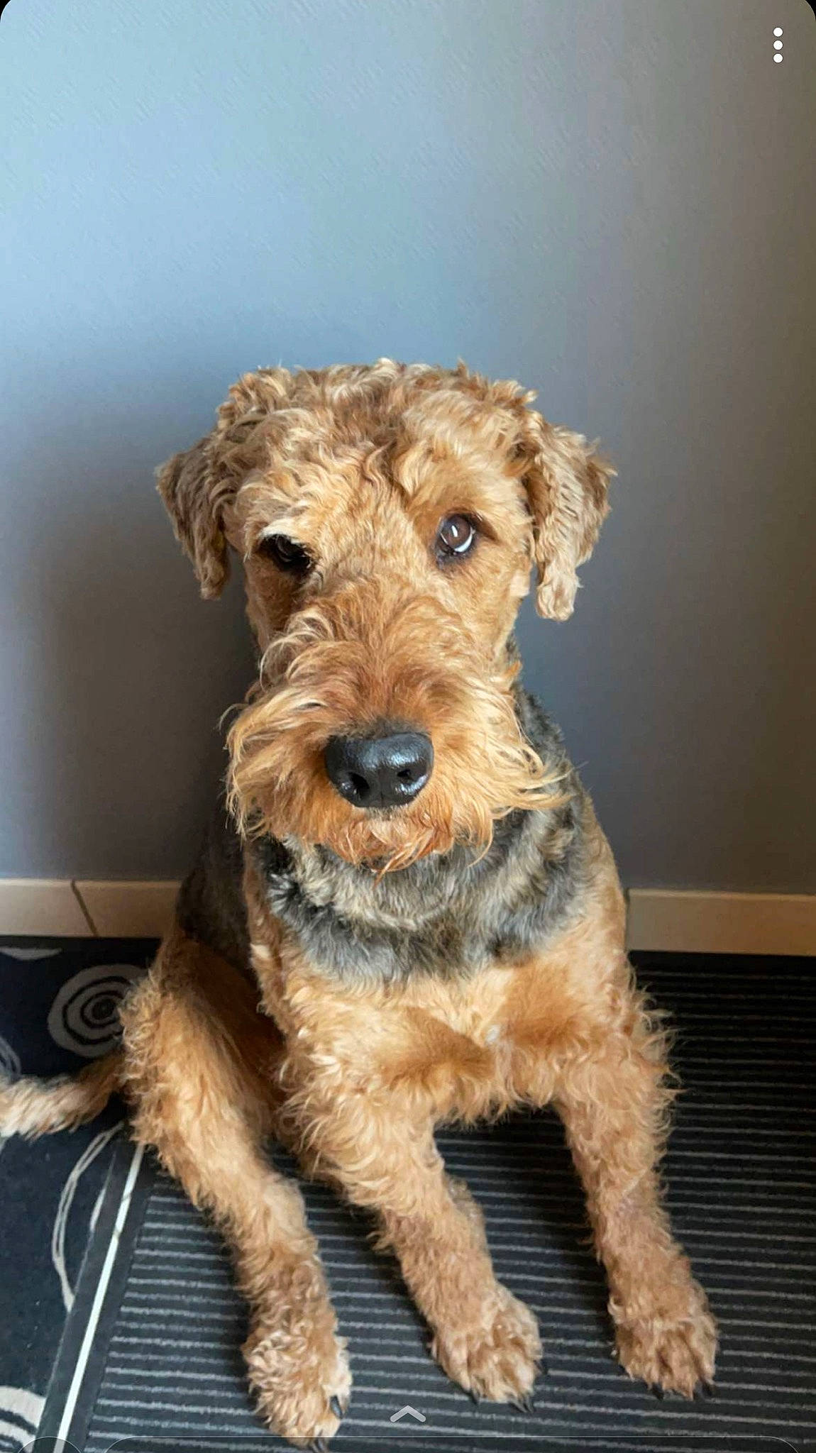 Looping a rejoint le concours — aidez-le/la à gagner de superbes lots ! carnivore, companion_dog, dog, dog_breed, fawn, irish_terrier, lakeland_terrier, small_terrier, smile, snout, sporting_group, terrier, toy_dog, water_dog, welsh_terrier, working_animal, working_terrier