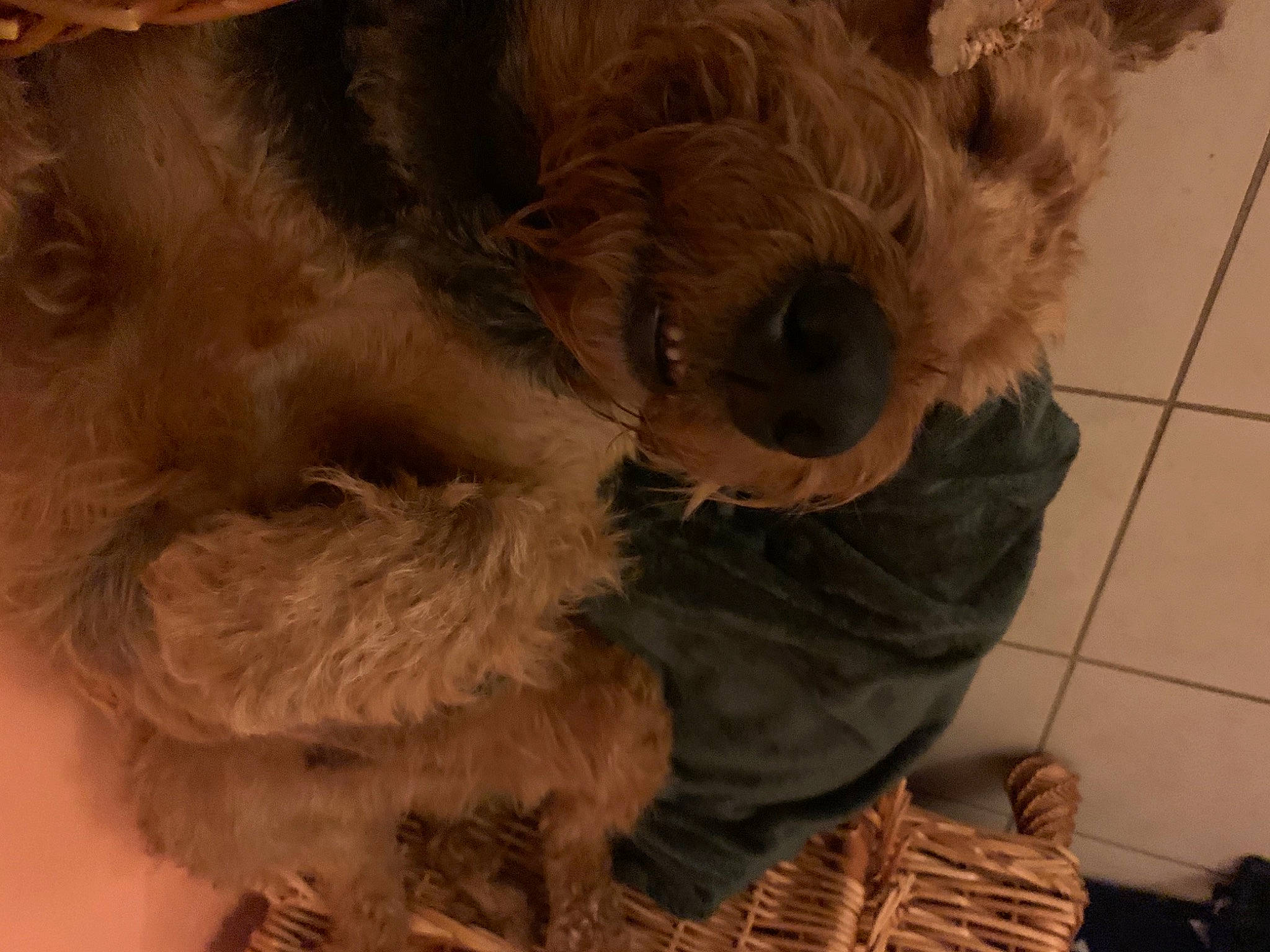 Looping a rejoint le concours — aidez-le/la à gagner de superbes lots ! canidae, carnivore, companion_dog, dog, dog_breed, dog_supply, fawn, flooring, fur, liver, maltepoo, non_sporting_group, pet_supply, small_terrier, snout, sporting_group, terrier, toy_dog, wood, working_animal