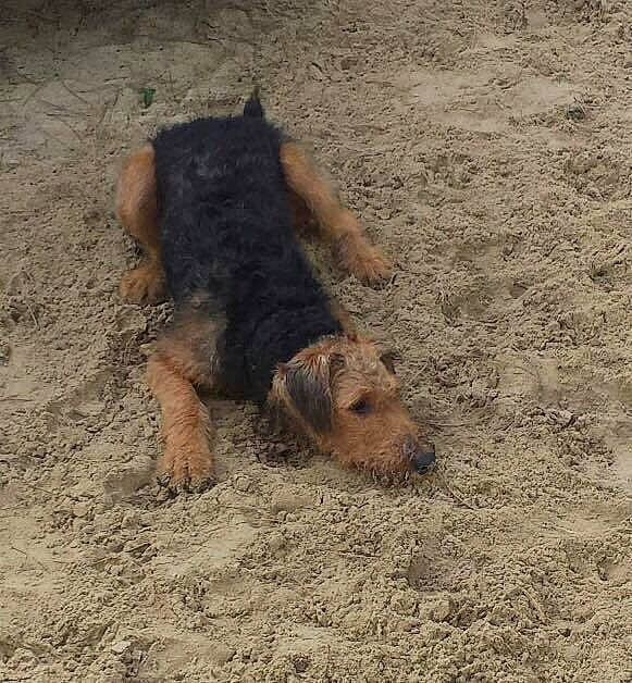 Looping participe au concours pour gagner de l'argent avec cette photo : canidae, carnivore, dog, dog_breed, foot, paw, sand, soil, sporting_group, terrestrial_animal, terrier, working_animal