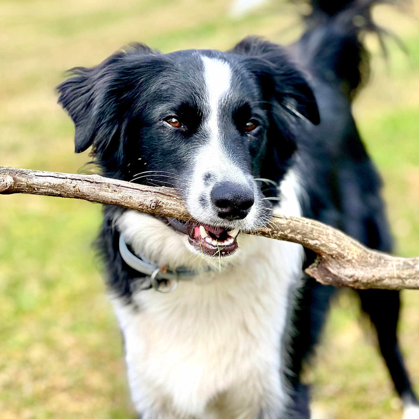 Trigger is registered to the contest to win money with this photo: accessories, animal, ball, canine, cockerspaniel, collie, dog, grass, hound, pet, plant, pointer, puppy, snout, sport, stick, strap, tennis, tennisball, wood