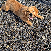 Sparks a rejoint le concours — aidez-le/la à gagner de superbes lots ! dog, puppy, golden_retriever, pebbles, outdoor, sunlight, smiling, happy, fur, animal, pet, playful, lying_down, nature, summer, closeup, canine, young_dog, friendly, sunny_day