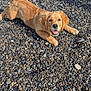 dog, puppy, golden_retriever, pebbles, outdoor, sunlight, smiling, happy, fur, animal, pet, playful, lying_down, nature, summer, closeup, canine, young_dog, friendly, sunny_day