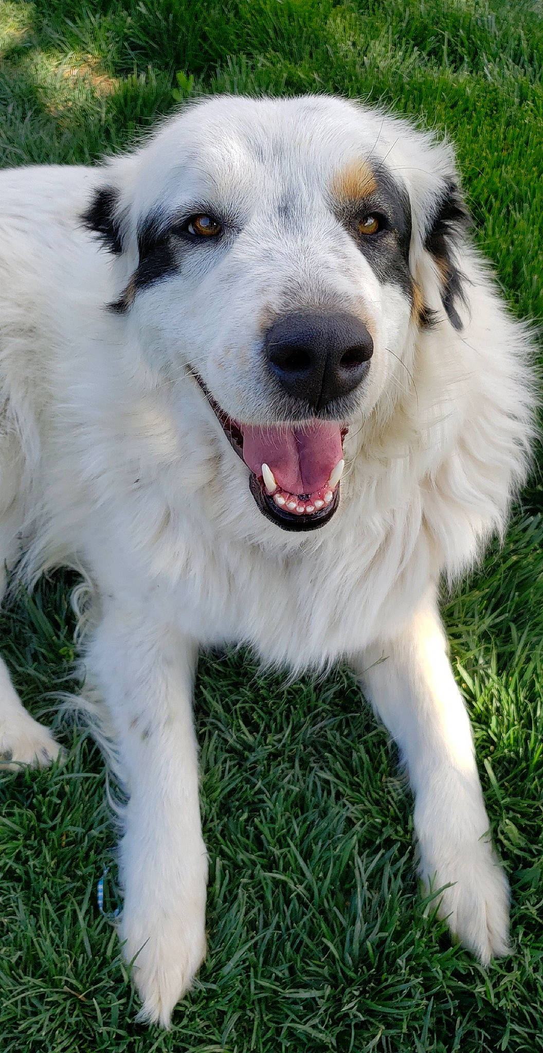 Kate is registered to the contest to win money with this photo: aidi, australian_collie, australian_shepherd, bucovina_shepherd_dog, canidae, carnivore, carpathian_shepherd_dog, companion_dog, dog, dog_breed, great_pyrenees, livestock_guardian_dog, mammal, miniature_australian_shepherd, pyrenean_mastiff, rare_breed_dog, sporting_group, tornjak, vertebrate, welsh_sheepdog