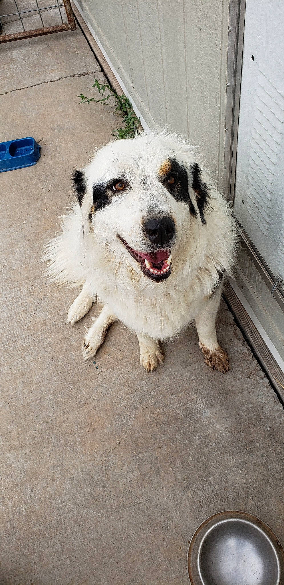 Kate is registered to the contest to win money with this photo: aidi, australian_shepherd, border_collie, canidae, carnivore, companion_dog, dog, dog_breed, great_pyrenees, mammal, mucuchies, rare_breed_dog, sporting_group, vertebrate, working_dog