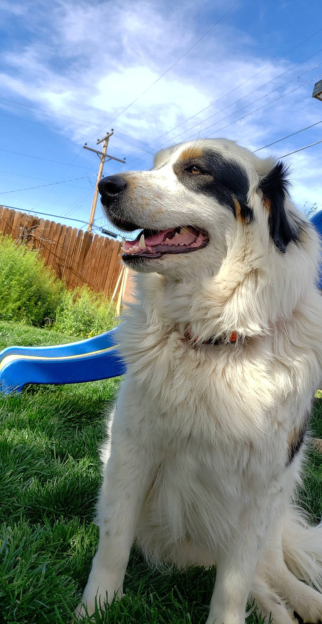 Kate is registered to the contest to win money with this photo: aidi, bucovina_shepherd_dog, canidae, carnivore, carpathian_shepherd_dog, companion_dog, dog, dog_breed, great_pyrenees, livestock_guardian_dog, mammal, moscow_watchdog, mucuchies, pyrenean_mastiff, rare_breed_dog, snout, sporting_group, tornjak, vertebrate, working_dog