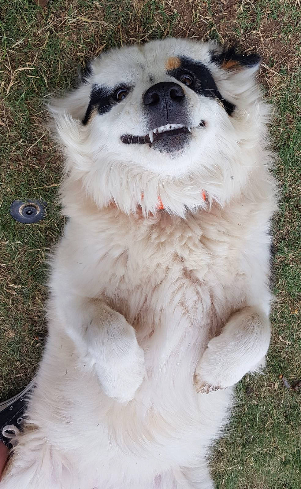 Kate is registered to the contest to win money with this photo: alaskan_malamute, ancient_dog_breeds, canadian_eskimo_dog, canidae, carnivore, companion_dog, dog, dog_breed, finnish_lapphund, mammal, nose, rare_breed_dog, snout, sporting_group, vertebrate, whiskers