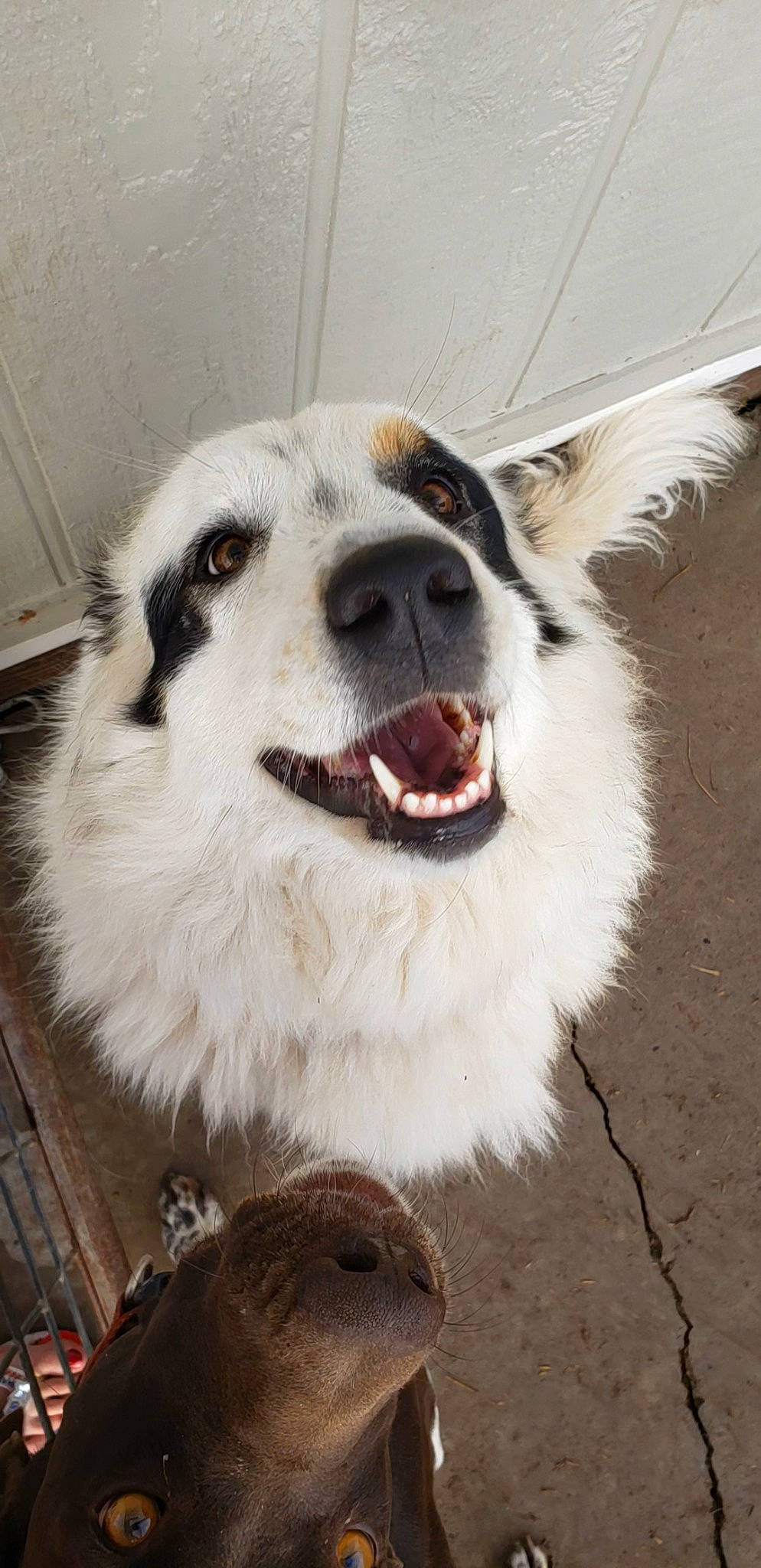 Kate joined the competition — help win amazing prizes! aidi, ancient_dog_breeds, australian_shepherd, bucovina_shepherd_dog, canidae, carnivore, companion_dog, dog, dog_breed, great_pyrenees, mammal, moscow_watchdog, mucuchies, nose, pyrenean_mastiff, rare_breed_dog, snout, sporting_group, vertebrate, working_dog