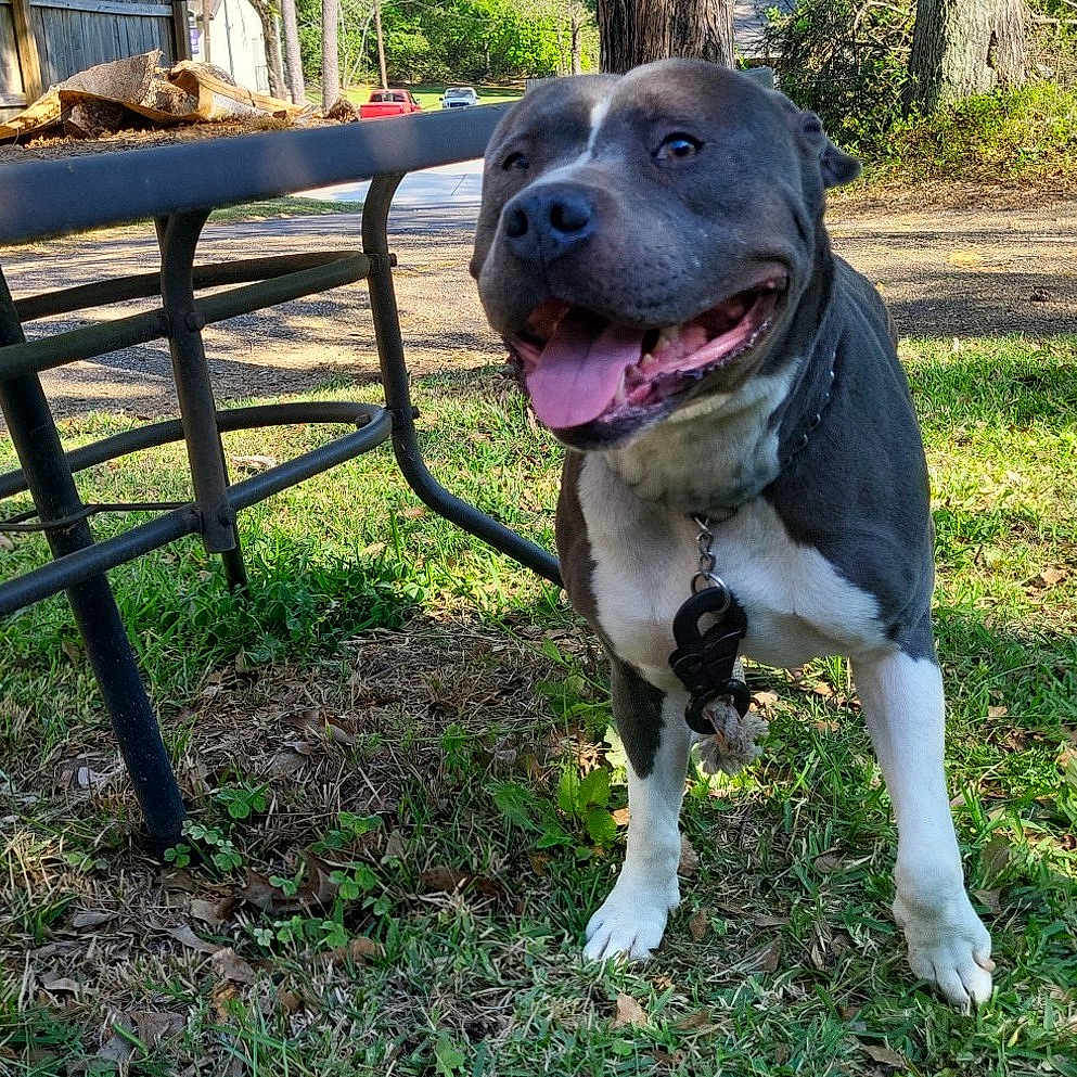 Hoss joined the competition — help win amazing prizes! dog, outdoor, grass, table, metal, tree, sunlight, pet, canine, collar, tongue, happy, nature, yard, daytime, smiling, animal, blue_sky, leaves, fence