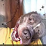 Hoss joined the competition — help win amazing prizes! dog, playful, tongue_out, head_tilt, yellow_blanket, wooden_door, window, sparkles, pet, animal, indoor, happy, cute, smiling, closeup, face, funny, text_overlay, mischievous, wrestling