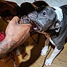 Hoss is registered to the contest to win money with this photo: dog, pitbull, rope_toy, playing, hands, tattoo, indoor, wooden_floor, rug, pet, animal, cute, focused, playful, collar, leash, white_paws, brown_floor, close_up, chewing
