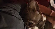 Hoss joined the competition — help win amazing prizes! dog, person, indoor, dark, blurred, lying_down, clothing, chain_collar, furniture, table, remote_control, cables, purple, black, brown, shadow, resting, casual, relaxing, night
