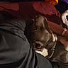 dog, person, indoor, dark, blurred, lying_down, clothing, chain_collar, furniture, table, remote_control, cables, purple, black, brown, shadow, resting, casual, relaxing, night