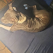 Hoss is registered to the contest to win money with this photo: dog, mattress, indoor, relaxed, brown_dog, wood_floor, slippers, wire_cables, blue_mattress, resting, canine, collar, fur, pet, sleeping_area, home, floor, casual, comfortable, animal