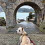 animal, archway, boats, canine, cloudy_day, curious, dog, historic_structure, landscape, leash, nature, outdoor, pathway, pet, rocky_shore, scenic, stone_steps, travel, walking, waterfront
