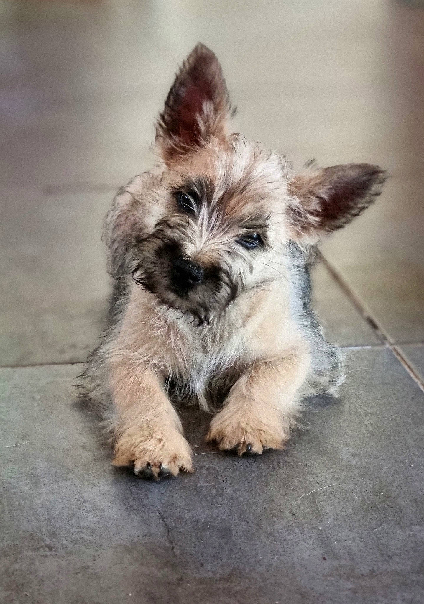 Tazz Des Vents D'Océan