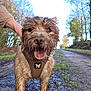 animal, blue_sky, canine, close_up, dirt_road, dog, forest, hand, happy, harness, muddy, nature, outdoor, path, person, pet, tongue_out, trees, walking, wet_ground