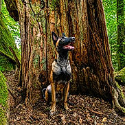 Ito a rejoint le concours — aidez-le/la à gagner de superbes lots ! dog, belgian_malinois, forest, tree_trunk, nature, outdoor, canine, animal, sitting, alert, tongue_out, ears_up, woodland, leaf_litter, moss, tree_bark, daylight, wildlife, pet, adventure