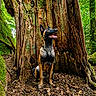 dog, belgian_malinois, forest, tree_trunk, nature, outdoor, canine, animal, sitting, alert, tongue_out, ears_up, woodland, leaf_litter, moss, tree_bark, daylight, wildlife, pet, adventure