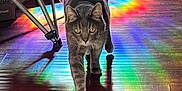 Bailey is registered to the contest to win money with this photo: cat, tabby_cat, green_eyes, walking, hardwood_floor, rainbow_reflection, prism_colors, indoor, home_interior, sunlight, reflection, pet, tail, ears, chair, chair_leg, cardboard_box, doorway, shadow, curiosity