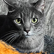 Bailey is registered to the contest to win money with this photo: cat, feline, pet, whiskers, green_eyes, close_up, portrait, grey_fur, gaze, indoor, wood_floor, blanket, cozy, ears, nose, muzzle, domestic_animal, animal_portrait, soft_texture, curious