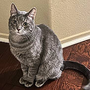 Bailey is registered to the contest to win money with this photo: baseboard, cat, domestic_cat, ears, feline, gray_cat, green_eyes, hardwood_floor, indoor, looking_at_camera, paws, pet, portrait, shadow, sitting, soft_fur, tail, texture, wall, whiskers