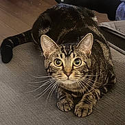 Kahlua is registered to the contest to win money with this photo: alert, animal, black_sock, cat, closeup, crouching, curious, domestic_cat, feline, floor, gray_surface, human_foot, indoor, paw, pet, sock, striped, tabby, tail, whiskers