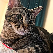 Kahlua joined the competition — help win amazing prizes! cat, tabby, close_up, whiskers, fur, green_eyes, resting, blanket, indoor, curtain, pet, animal, feline, cute, portrait, soft_light, relaxed, domestic, mammal, young_cat