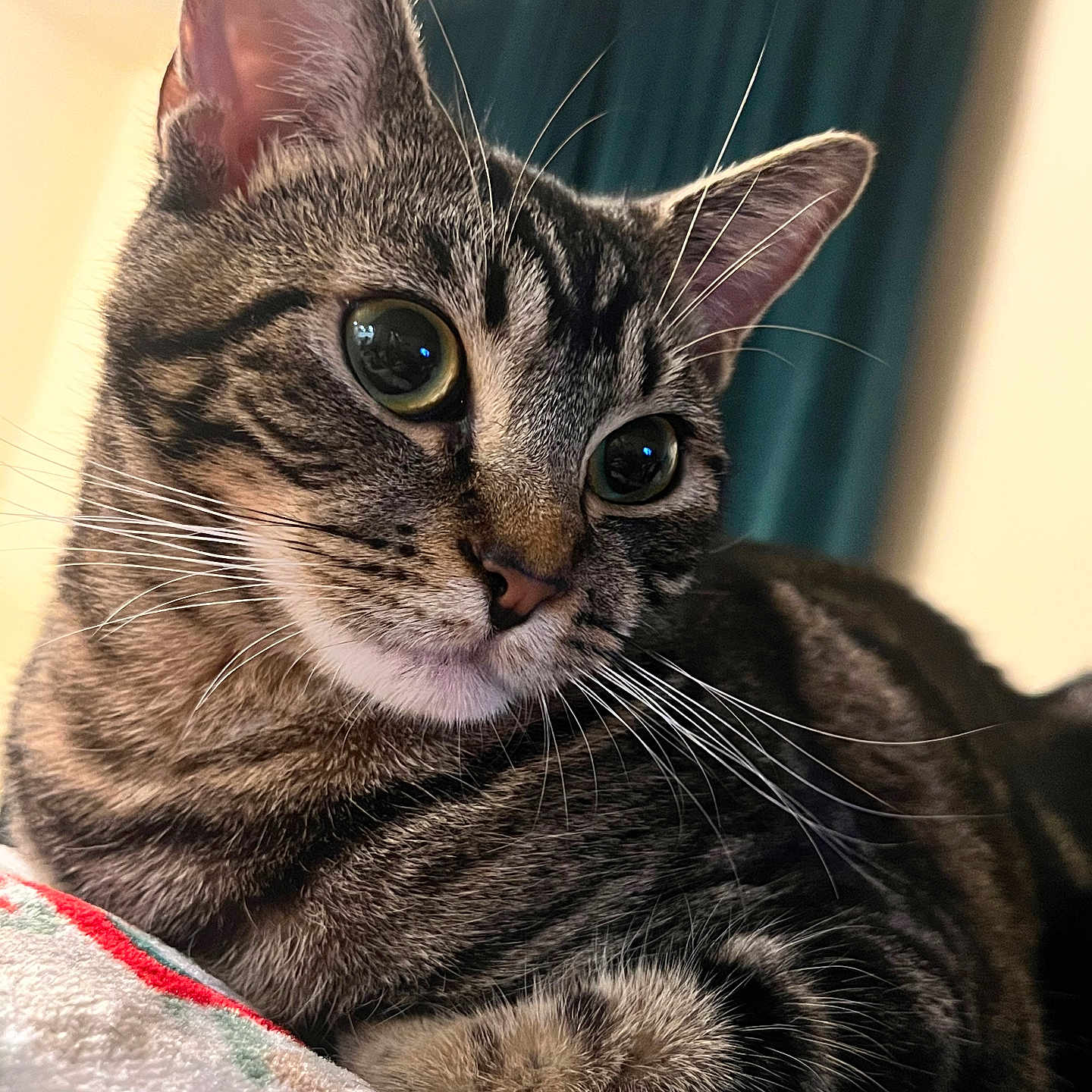 Kahlua joined the competition — help win amazing prizes! animal, blanket, cat, close_up, curtain, cute, domestic, feline, fur, green_eyes, indoor, mammal, pet, portrait, relaxed, resting, soft_light, tabby, whiskers, young_cat