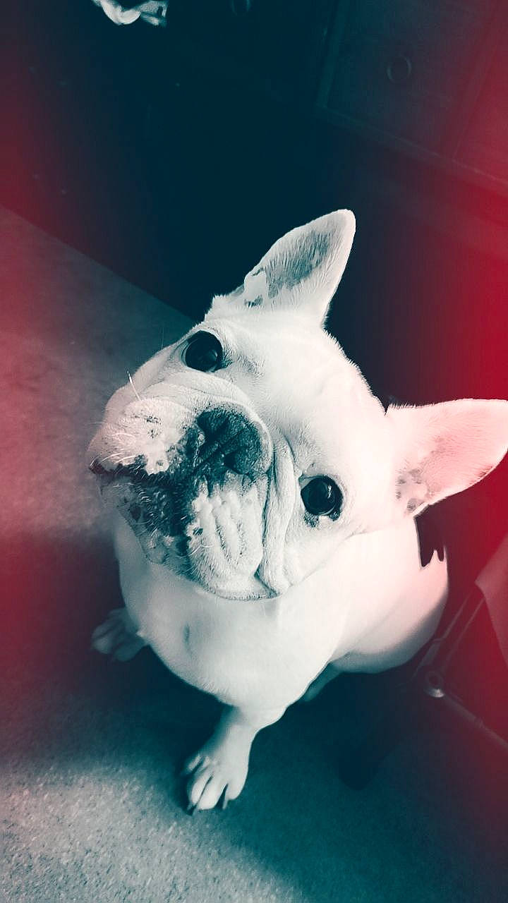 Kaloo participe au concours pour gagner de l'argent avec cette photo : animal_figure, art, companion_dog, dog_breed, electric_blue, eye, fawn, fin, fish, head, monochrome_photography, non_sporting_group, snout, still_life_photography, suidae, tail, terrestrial_animal, toy, visual_arts, whiskers