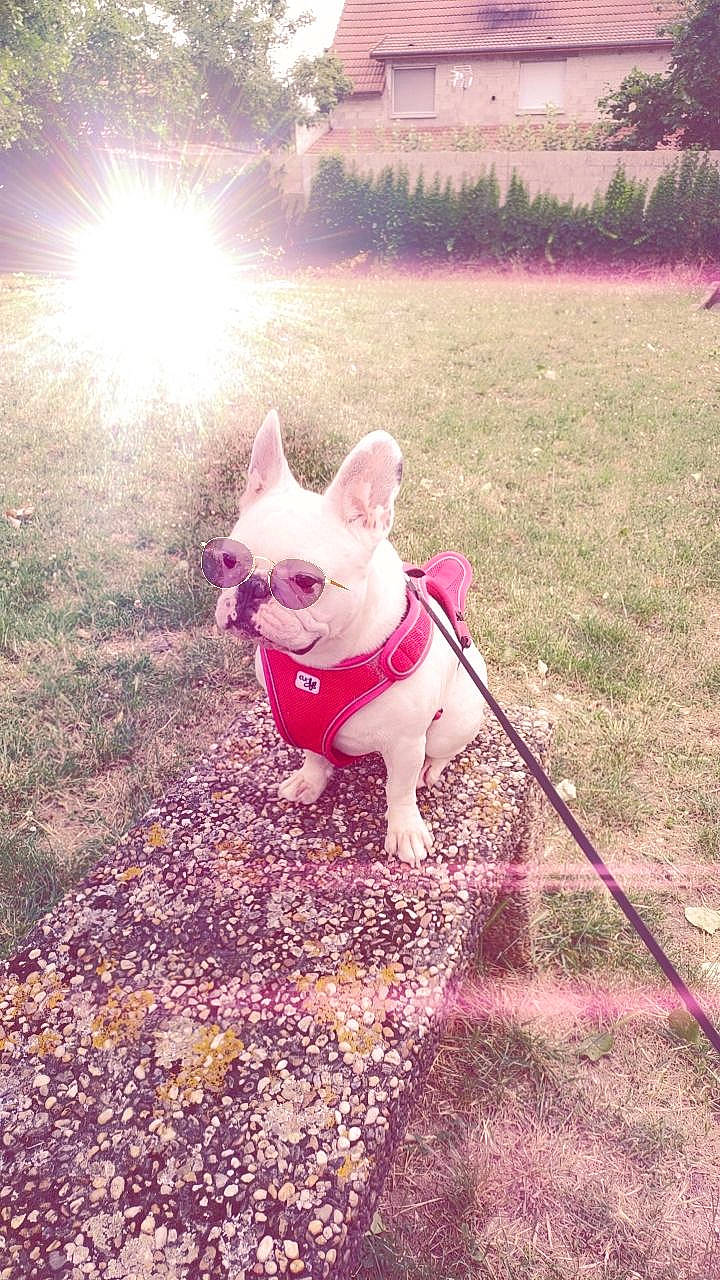 Kaloo participe au concours pour gagner de l'argent avec cette photo : carnivore, companion_dog, dog, dog_breed, eyewear, fashion_accessory, fawn, grass, magenta, mammal, pink, plant, shadow, snout, sunglasses, tail, tints_and_shades, toy_dog, tree, working_animal