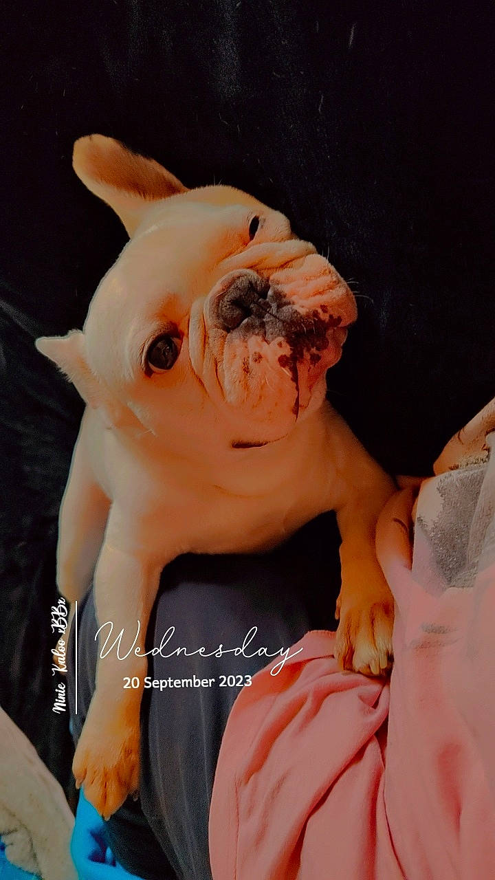 Kaloo a rejoint le concours — aidez-le/la à gagner de superbes lots ! animal_figure, art, canidae, carnivore, companion_dog, dog_breed, domestic_pig, fawn, fur, gesture, orange, peach, pink, stuffed_toy, suidae, toy, toy_dog, whiskers, working_animal, wrinkle