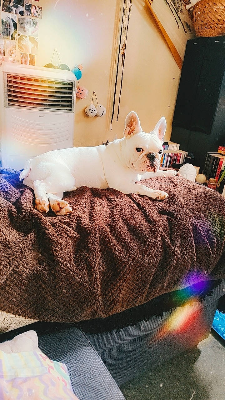 Kaloo participe au concours pour gagner de l'argent avec cette photo : bedding, bedroom, carnivore, comfort, companion_dog, dog, dog_breed, fawn, felidae, flooring, linens, mammal, pattern, room, small_to_medium_sized_cats, tail, tire, vertebrate, whiskers, wood