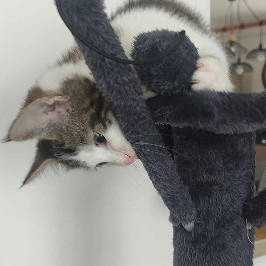 Apy participe au concours pour gagner de l'argent avec cette photo : animal, cat, climbing, closeup, curious, ears, feline, furry, household, indoor, kitten, paw, pet, playful, scratching_post, soft_texture, toy, whiskers, white_wall, young_cat