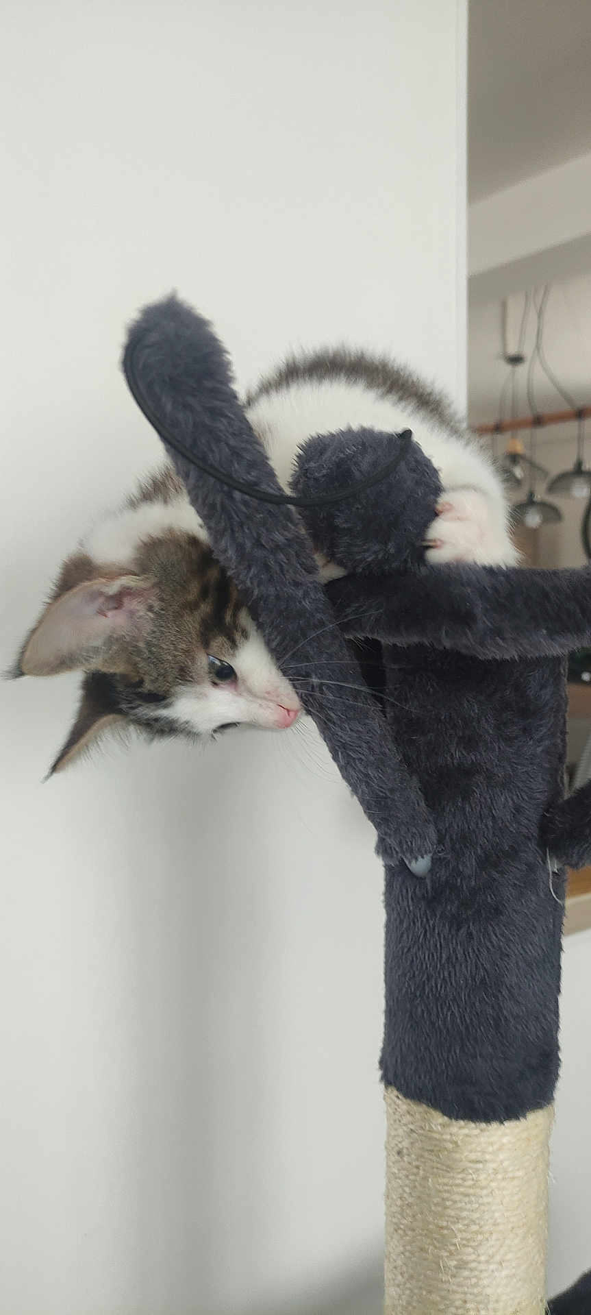 Apy participe au concours pour gagner de l'argent avec cette photo : kitten, cat, scratching_post, playful, climbing, paw, furry, indoor, pet, animal, curious, white_wall, household, closeup, feline, toy, soft_texture, young_cat, whiskers, ears