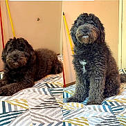 Ebbon joined the competition — help win amazing prizes! animal, bed, bedspread, black_dog, broom, companion, cozy, curly_fur, cute, dog, domestic, furniture, furry, home, indoor, looking_at_camera, lying_down, mop, pet, sitting