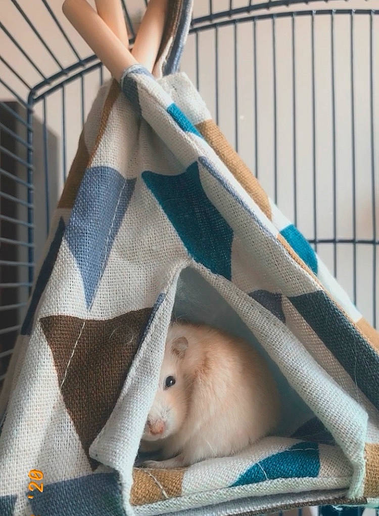 Daisy a rejoint le concours — aidez-le/la à gagner de superbes lots ! animal_shelter, cage