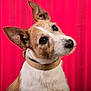 dog, jack_russell, canine, pet, portrait, studio, red_background, head_tilt, collar, ears, whiskers, muzzle, fur, close_up, curious, looking_up, domestic_animal, animal_portrait, tail, brown_and_white