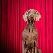 Vanda a rejoint le concours — aidez-le/la à gagner de superbes lots ! dog, weimaraner, pet, portrait, studio, red_curtain, stage, sitting, paws, ears, snout, eyes, attentive, brown_coat, muscular, companion, animal, indoor, floor, backdrop