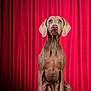 dog, weimaraner, pet, portrait, studio, red_curtain, stage, sitting, paws, ears, snout, eyes, attentive, brown_coat, muscular, companion, animal, indoor, floor, backdrop